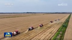 正在广袤的冬小麦从